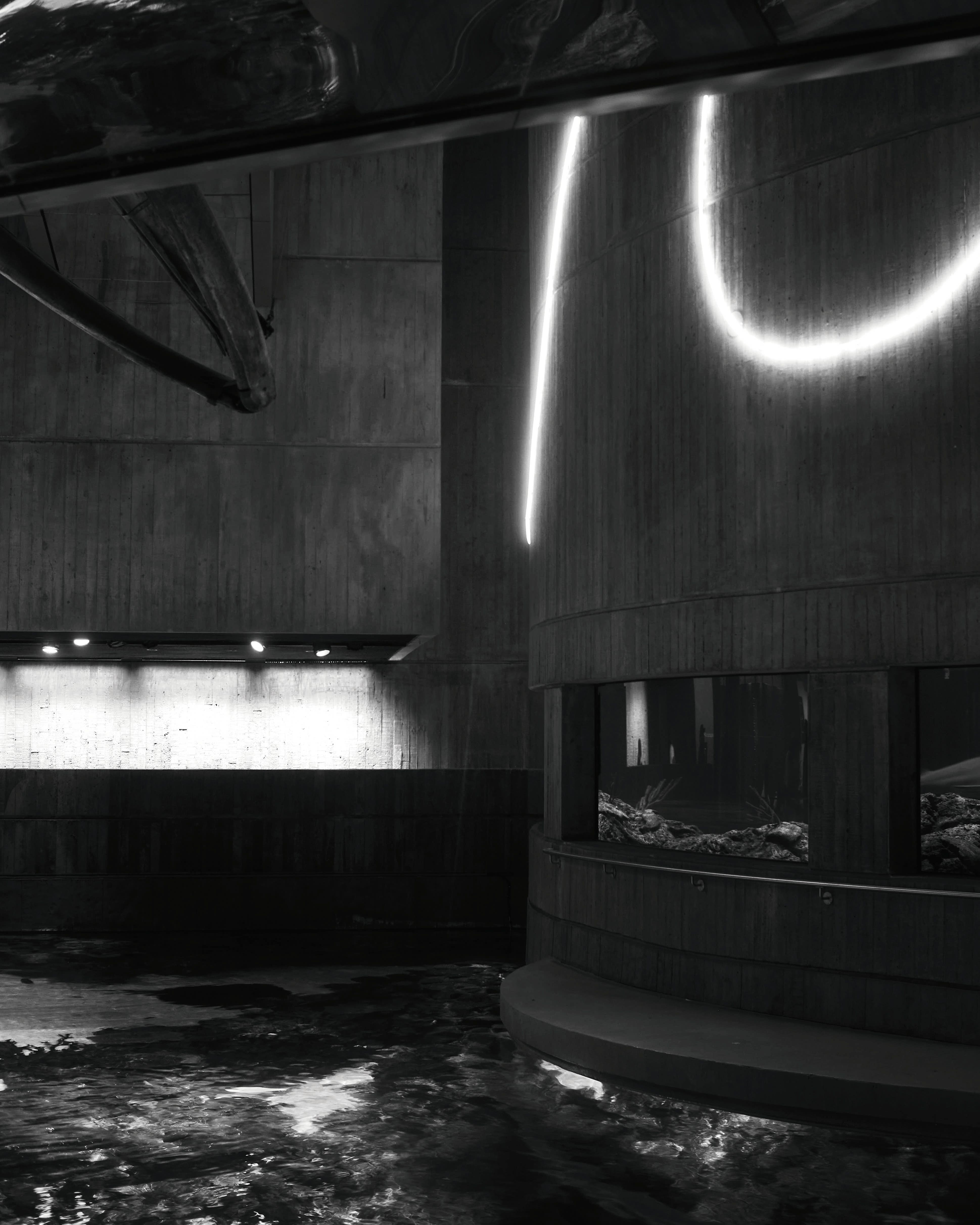 Vertical abstract photograph from the National Aquarium series.